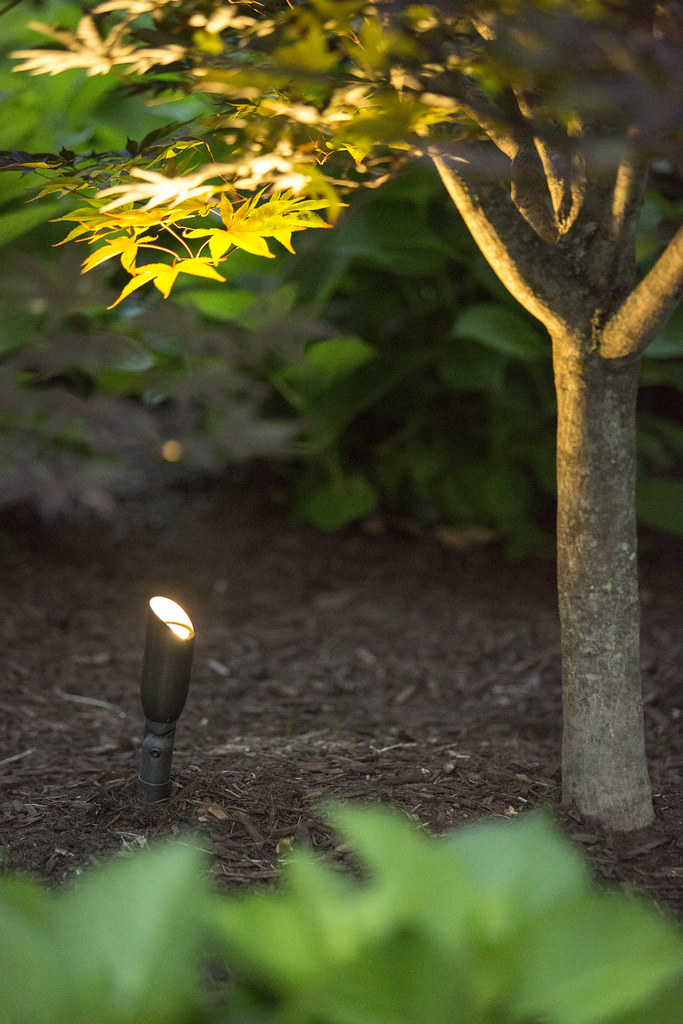 Coastal Source Uplighting In Field